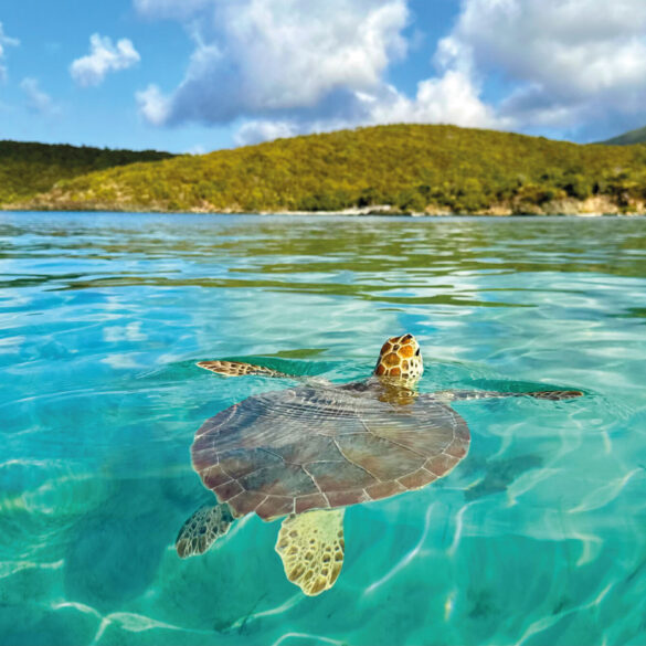 Tortola