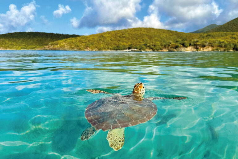 Tortola